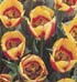 Tulipa 'Oriental Splendour'
