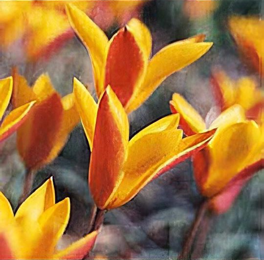 Tulipa clusiana 'Cynthia'