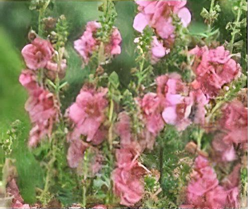Verbascum (Cotswold Group) 'Pink Domino' 