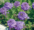 Verbena canadensis 'Homestead Purple'