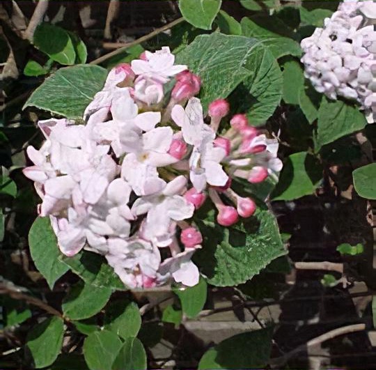 Viburnum carlesii 'Aurora'