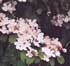 Viburnum plicatum 'Pink Beauty'