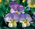 Viola x wittrockiana 'Sorbet Blueberry Cream' (Sorbet Series)