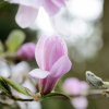 Magnolia x loebneri 'Leonard Messel' (Magnolia 'Leonard Messel')