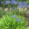 Agapanthus campanulatus 'Jacks Blue' (African lily 'Jacks Blue')