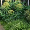 Euphorbia x pasteurii (Spurge)