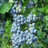 Vaccinium corymbosum 'Patriot'  (Swamp blueberry 'Patriot')
