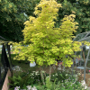Acer cappadocicum 'Aureum' (Golden Cappadocian maple)