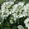 Orlaya grandiflora (White laceflower)