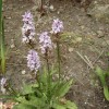 Dactylorhiza fuchsii (Common spotted orchid)