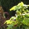 Acer pseudoplatanus 'Brilliantissimum' (Sycamore 'Brilliantissimum')