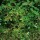 Thymus vulgaris 'Olde English Thyme'