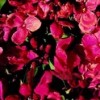 Erysimum cheiri 'Giant Pink' (Wallflower 'Giant Pink')