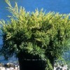 Juniperus x pfitzeriana 'Pfitzeriana Aurea' (Juniper 'Pfitzerana Aurea')