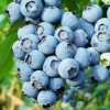 Vaccinium corymbosum 'Reka' (Blueberry 'Reka')