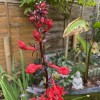 Lobelia cardinalis 'Queen Victoria' (Cardinal flower 'Queen Victoria')