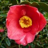 Camellia japonica 'Jupiter' (Camellia 'Jupiter')