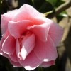             Camellia japonica 'Nuccio's Cameo'  (Camellia 'Nuccio's Cameo' )        
