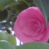 Camellia x williamsii 'E.G. Waterhouse' (Camellia 'E.G. Waterhouse')