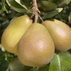 Pyrus communis 'Beurre Hardy' (Pear 'Beurre Hardy')