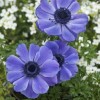 Anemone coronaria 'Harmony Blue' (Garden anemone 'Harmony Blue')