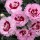 Dianthus 'Raspberry Sundae' (Scent First Series)