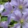 Clematis 'Prince Charles' 