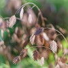 Chasmanthium latifolium (North America wild oats)