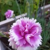 Dianthus 'Iced Gem' (Scent First Series) (Pink 'Iced Gem' (Scent First Series))