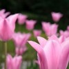 Tulipa 'China Pink' (Tulip 'China Pink')