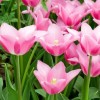 Tulipa 'China Pink' (Tulip 'China Pink')