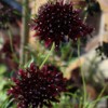 Pincushion flower 'Chat Noir' (Scabiosa atropurpurea 'Chat Noir')