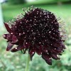 Scabiosa atropurpurea 'Chat Noir' (Pincushion flower 'Chat Noir')