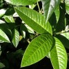 Piptanthus nepalensis (Evergreen laburnum)
