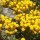 Helichrysum italicum subsp. serotinum