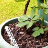 Rubus fruticosus 'Thornless Evergreen' (Blackberry 'Thornless Evergreen')