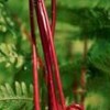 Athyrium filix-femina subsp. angustum f. rubellum 'Lady in Red'