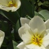 Tulipa 'Purissima' (Tulip 'Purissima')