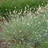 Sesleria nitida (Nest moor grass)