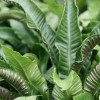 Asplenium scolopendrium (Hart's tongue fern)