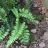 Polystichum polyblepharum (Japanese tassel fern)