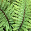 Japanese tassel fern (Polystichum polyblepharum)