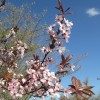 Prunus cerasifera 'Nigra' (Black cherry plum)