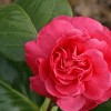 Camellia japonica 'Blood of China' (Camellia 'Blood of China')
