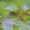 Acer capillipes (Snake-bark maple)