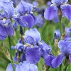 Iris sibirica 'Blue King' (Siberian iris 'Blue King')