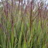 Panicum virgatum 'Prairie Sky'  (Switch grass 'Prairie Sky')
