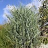 Panicum virgatum 'Prairie Sky'  (Switch grass 'Prairie Sky')