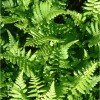 Dryopteris affinis (Scaly male fern)