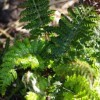 Dryopteris affinis (Scaly male fern)